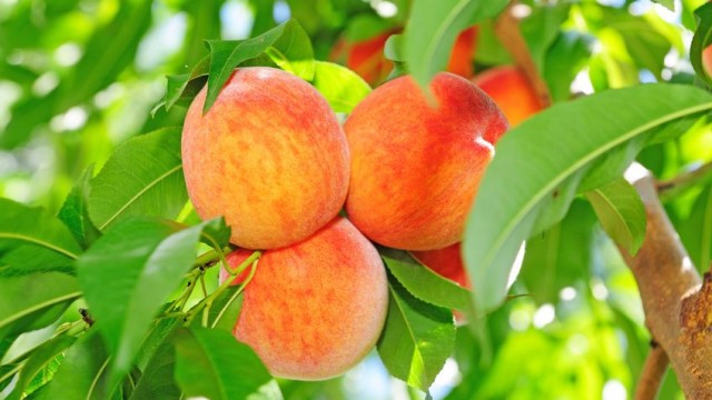 04/06/2017 à Seborga, rendez-vous avec le 2ème Concours International de Marmelade Casalinghe